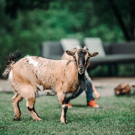 Goat'S Paradise Bohinj Esterno foto
